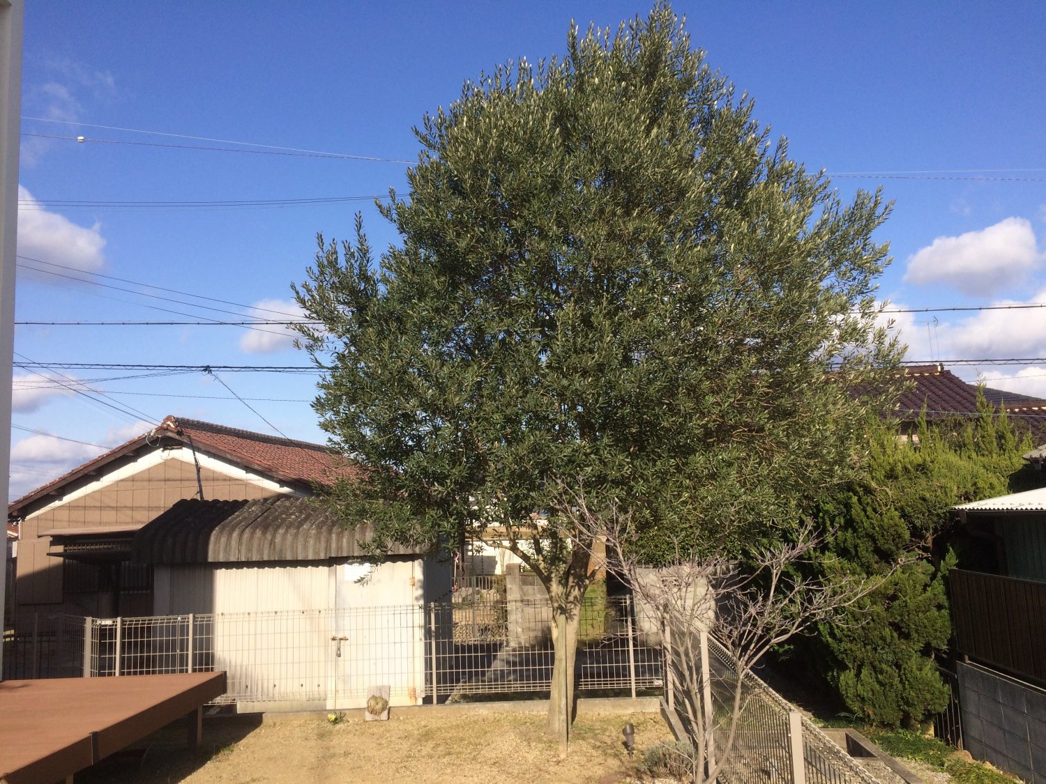 兵庫県加古川市のi様邸にてオリーブの剪定を行いました 加古川市で作庭 外構 剪定 消毒 施肥ならくまがい造園