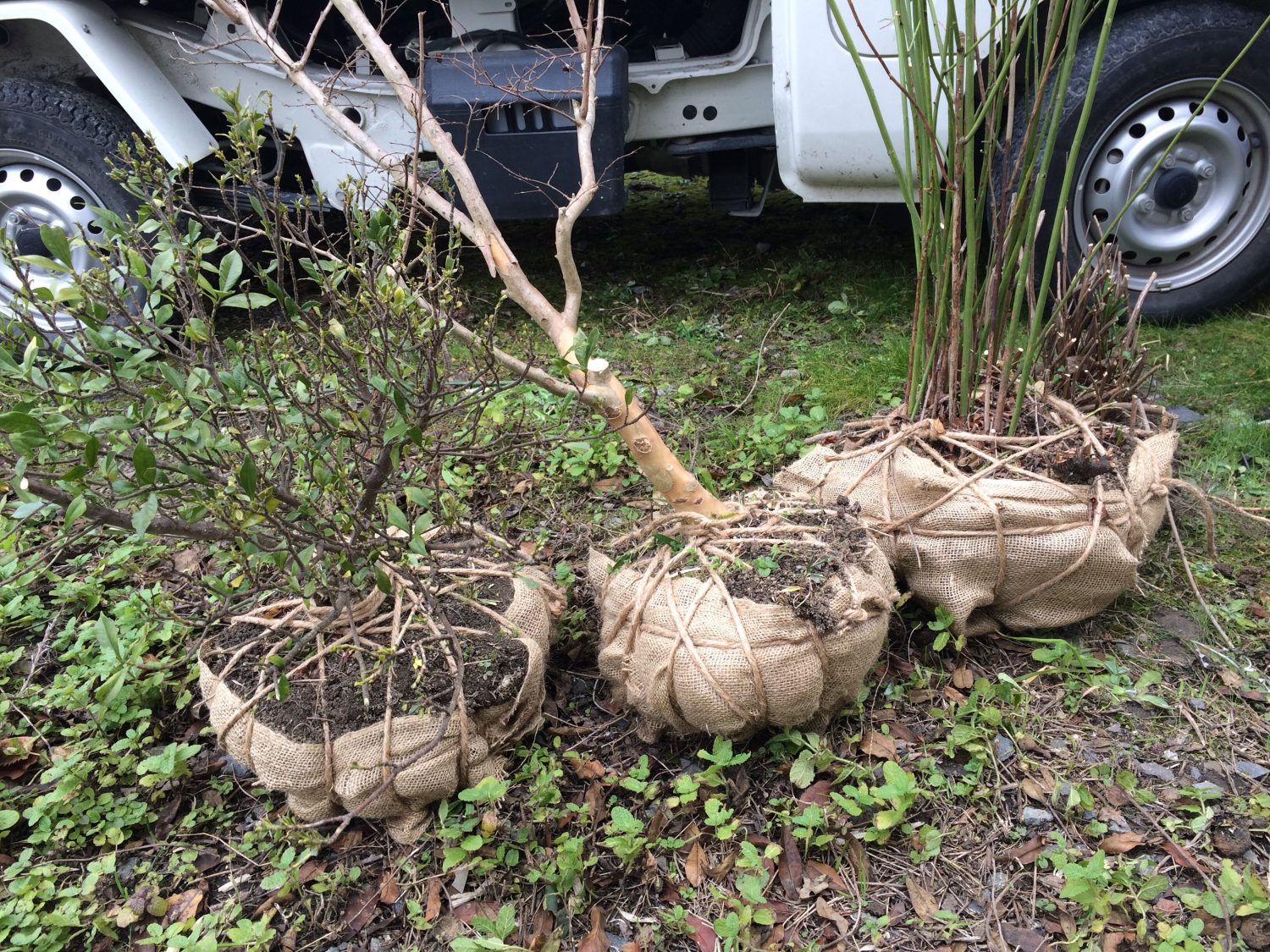 兵庫県加古川市にて庭木の移植工事を行いました 加古川市で作庭 外構 剪定 消毒 施肥ならくまがい造園