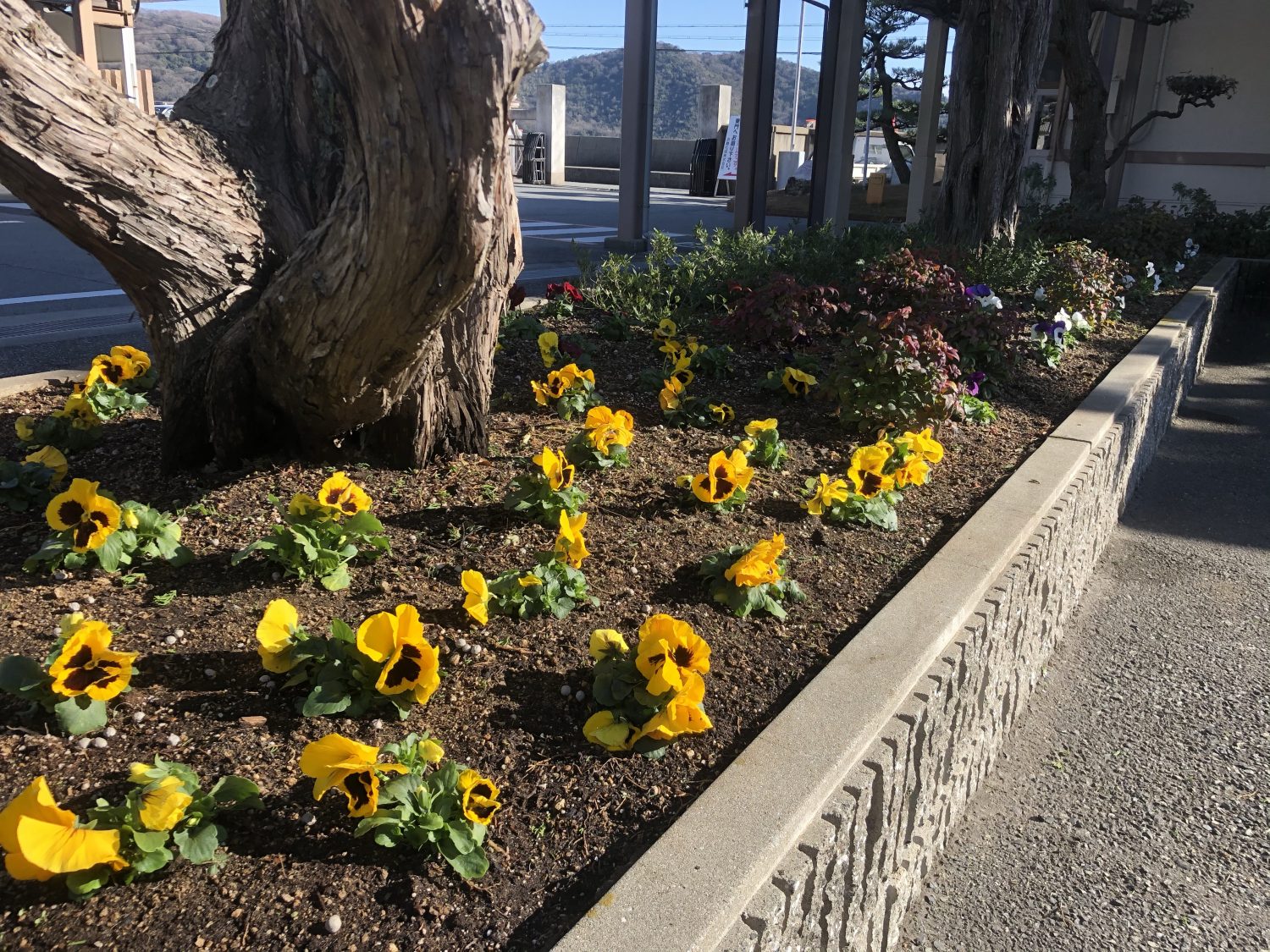 花壇内の花の植え替えを行いました 加古川市で作庭 外構 剪定 消毒 施肥ならくまがい造園