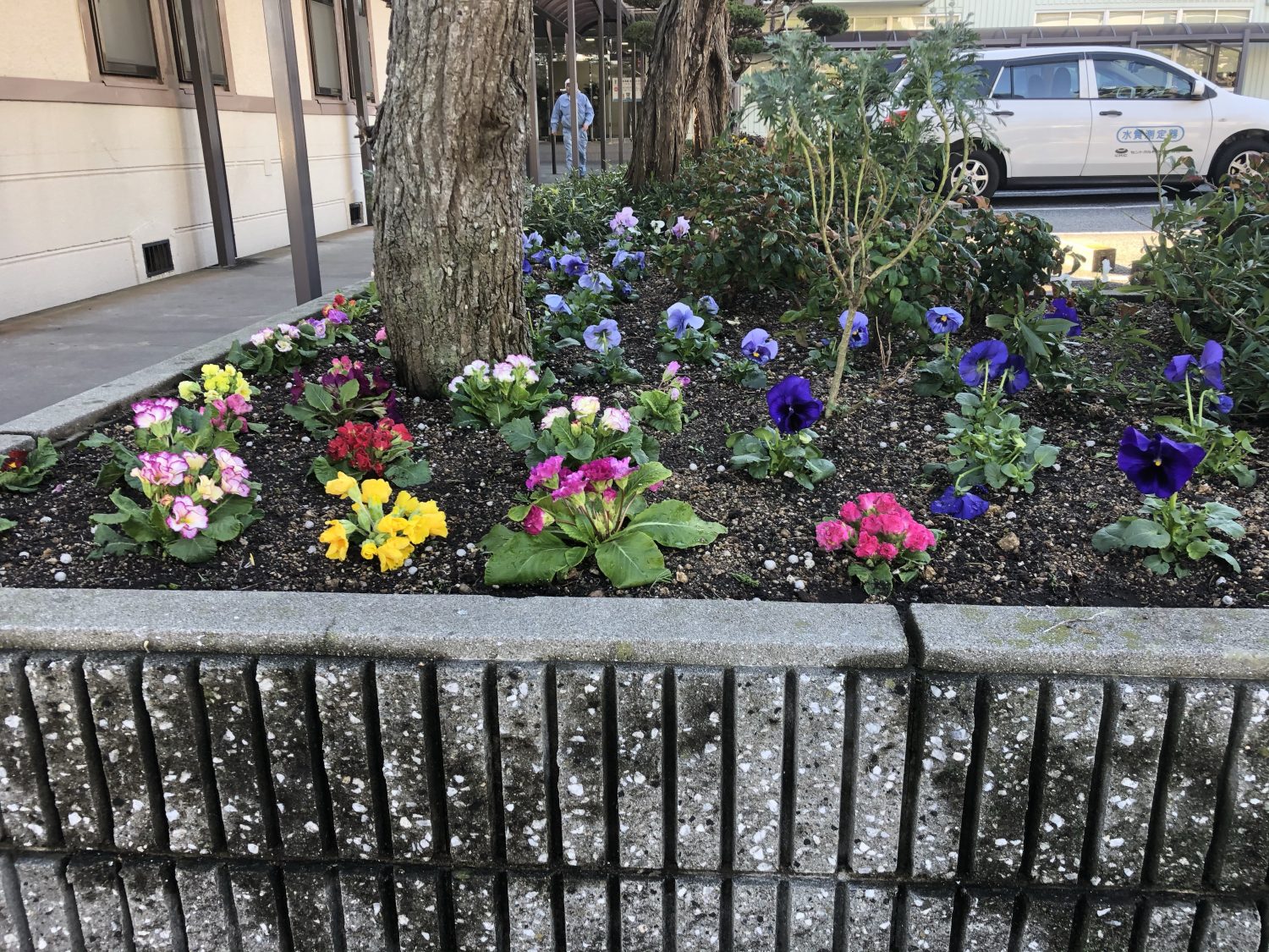 花壇内の花の植え替えを行いました 加古川市で作庭 外構 剪定 消毒 施肥ならくまがい造園