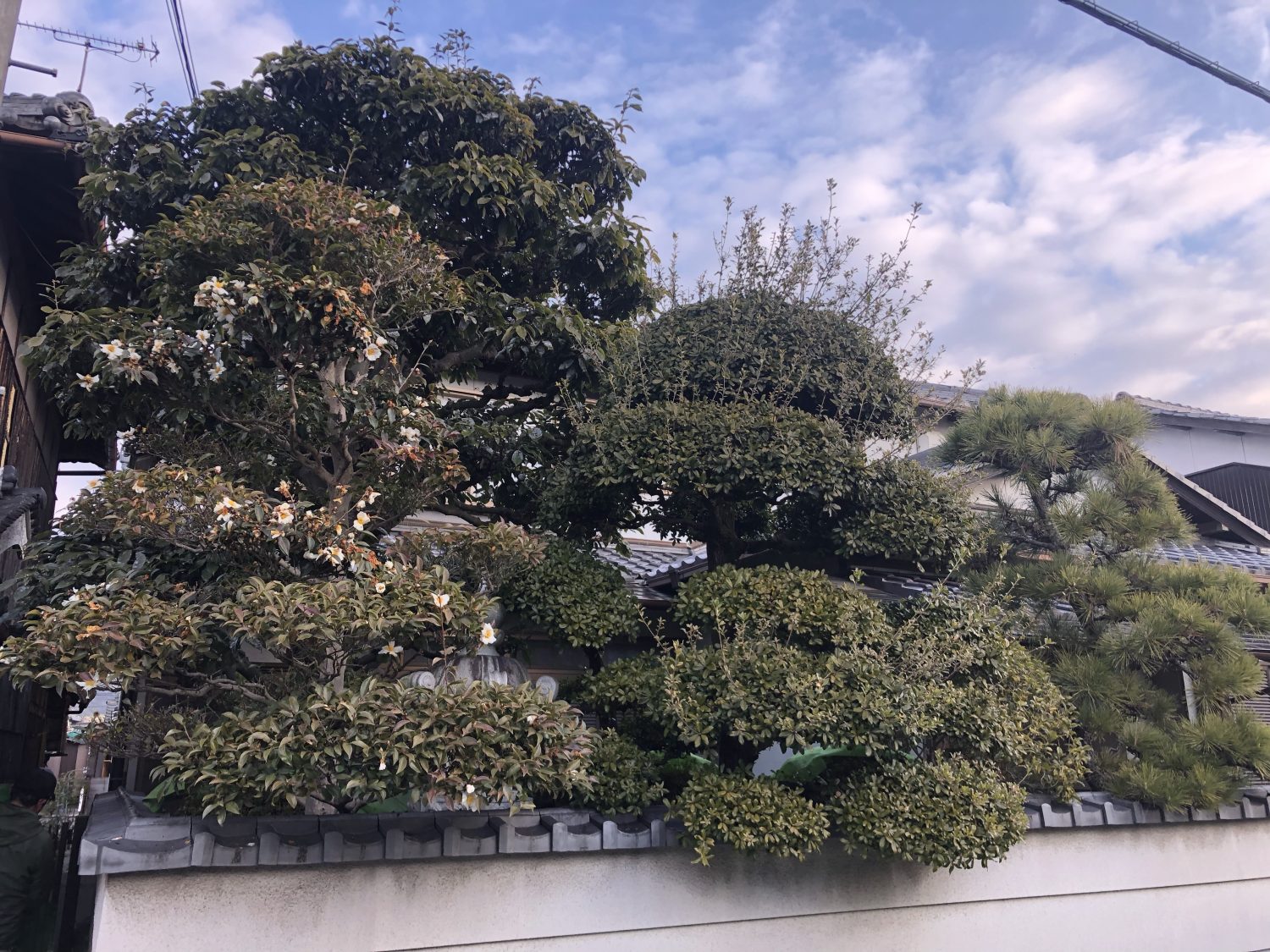 兵庫県高砂市にて植木の剪定をしまいました 加古川市で作庭 外構 剪定 消毒 施肥ならくまがい造園